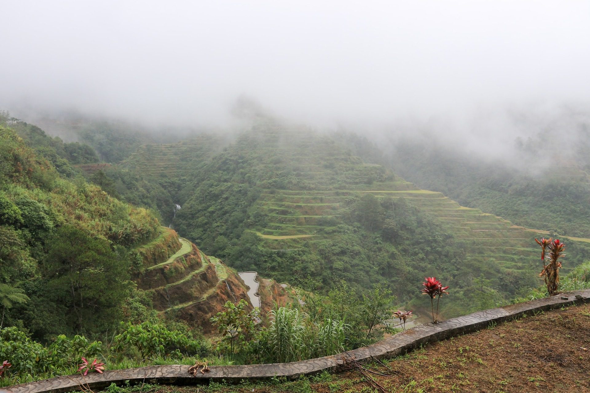 banaue-rice